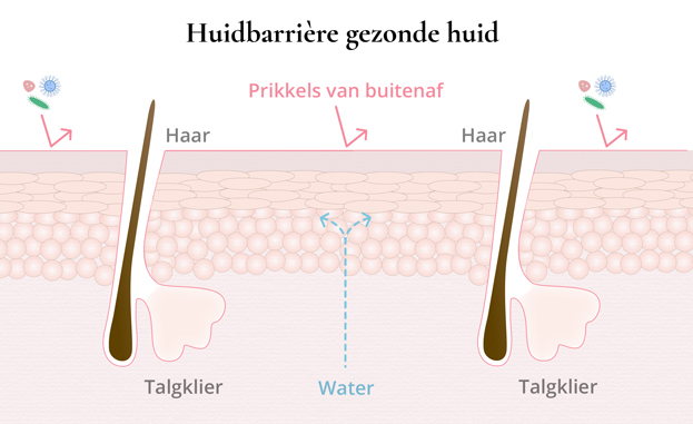 Huidbarrière gezonde huid