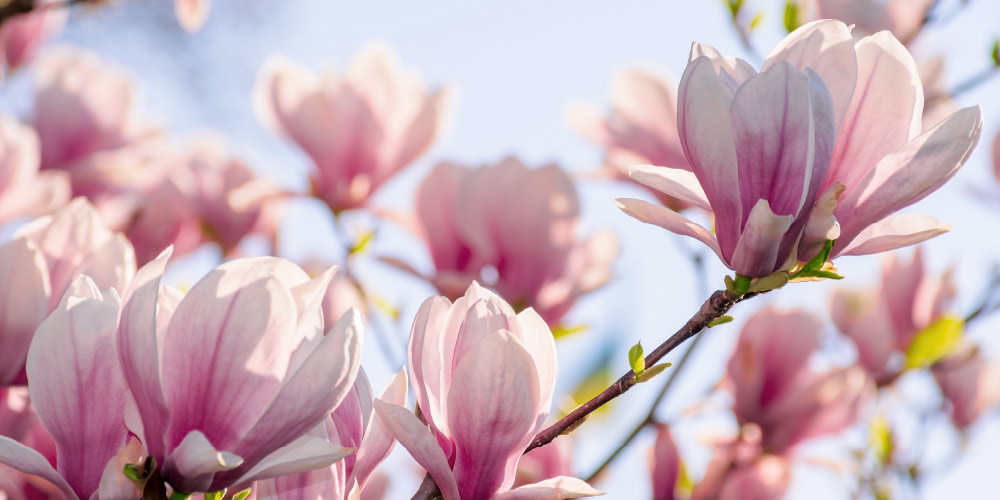 Magnolia